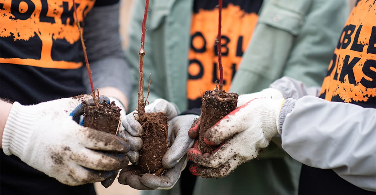 Dollar Trees: Distilleries Kick in on Reforestation