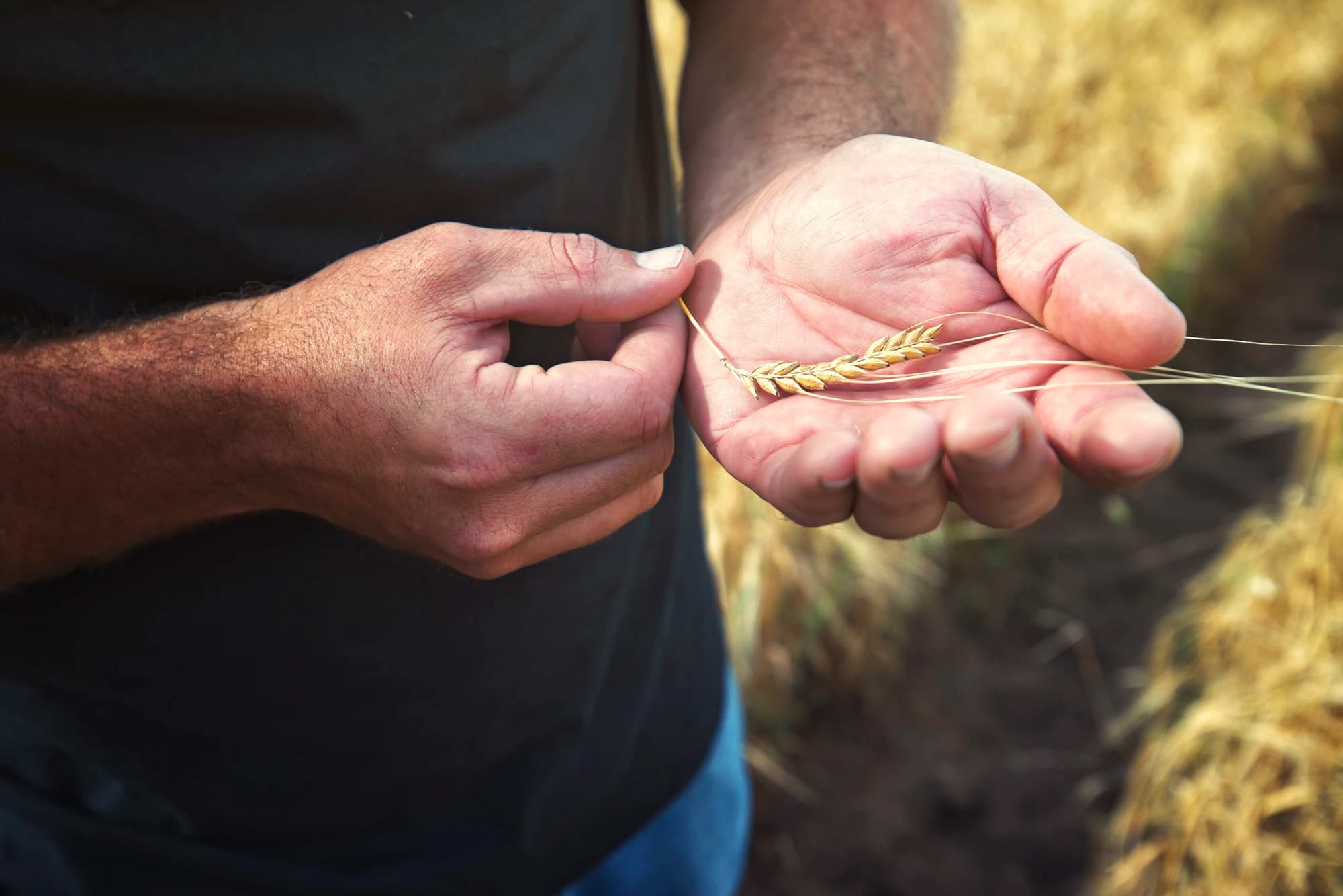 Distiller’s Perspective: Laws Whiskey and the Farm-to-Bottle Connection