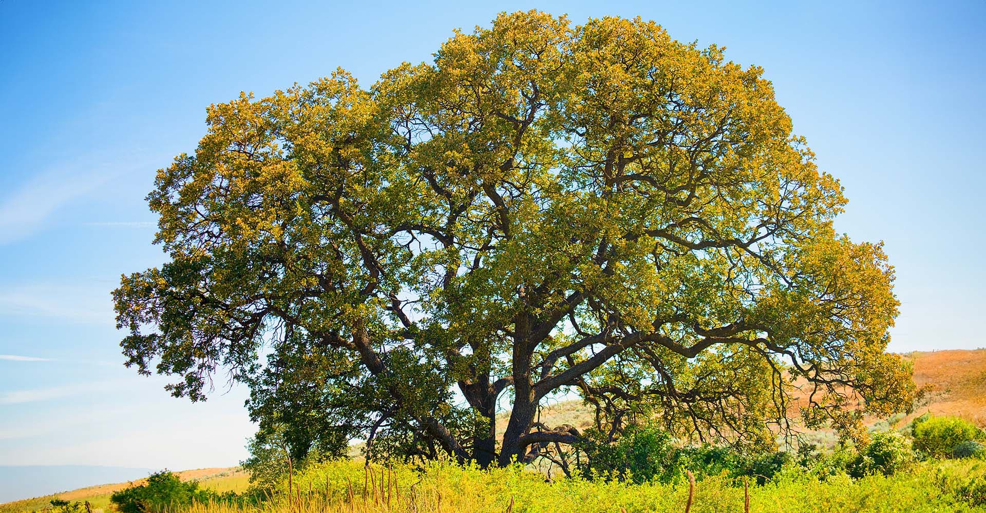 Beyond Quercus Alba: Distillers Eye Other American Oaks for Novel Flavor