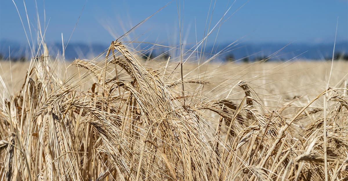 Malt Outlook: Stable Supply and New Barleys