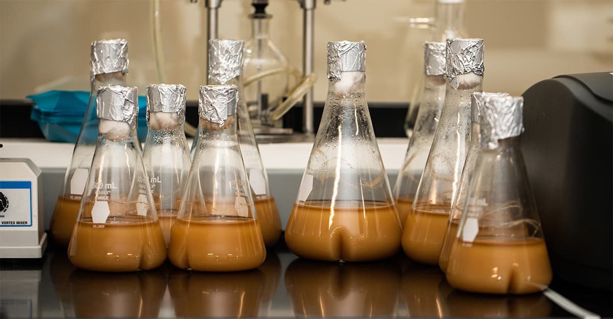 Combining Yeasts for More Complex Spirits