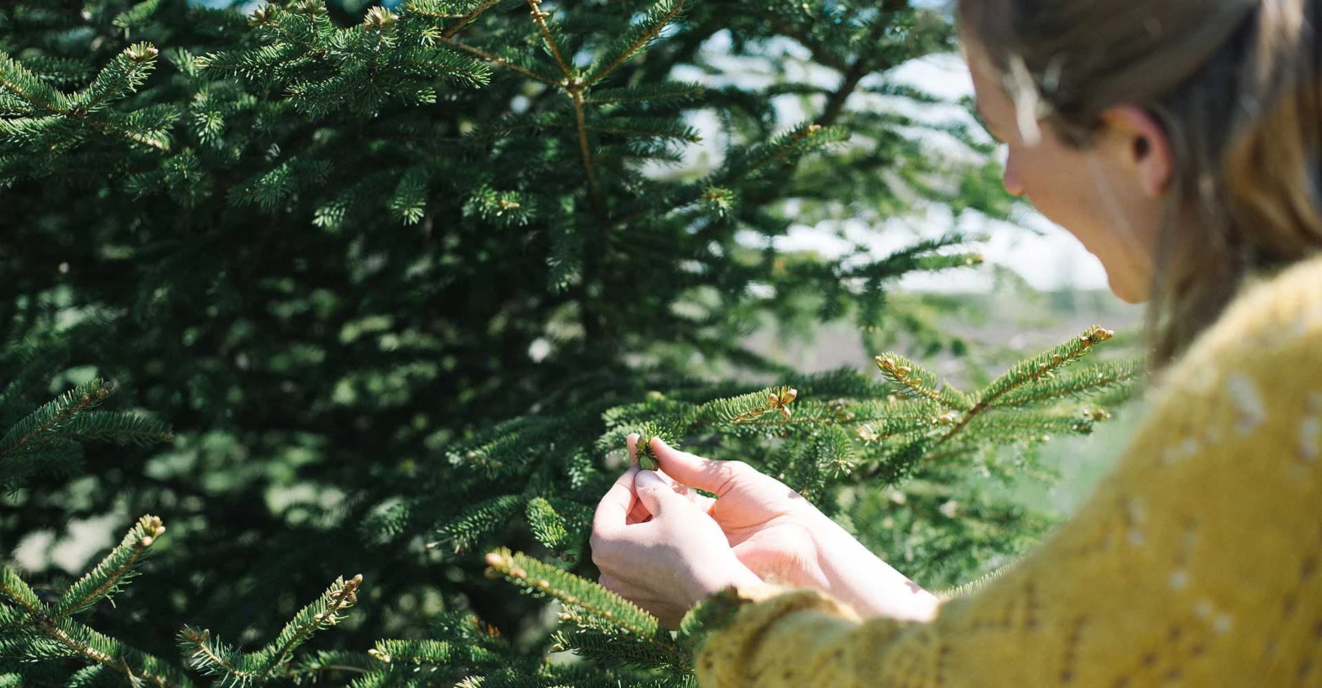 Found Flavor: How and Why to Forage for Your Spirits