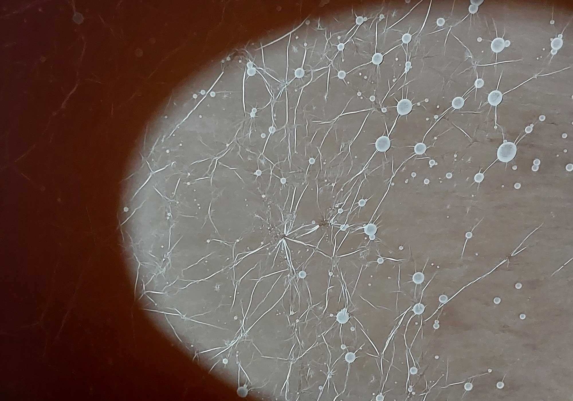 Fermentation Matters to the Flavor of Your Spirits