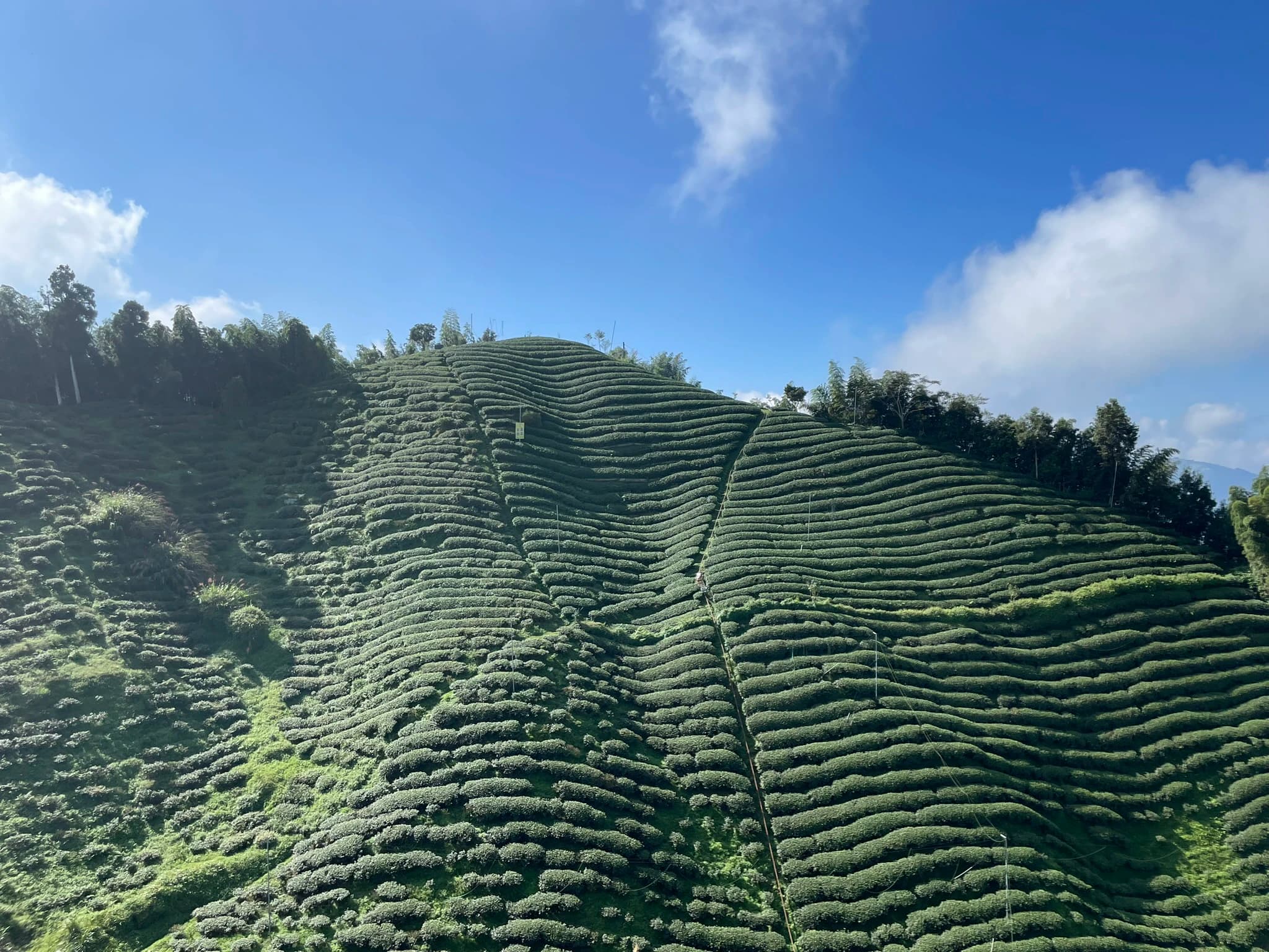 Teatime in the Distillery: Incorporating Tea into Spirits