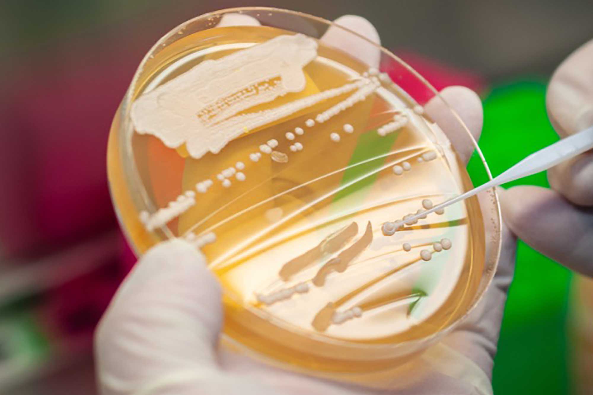 Unlock the Power of Yeast Blends in Crafting Unique Spirits